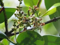 Avicennia bicolor