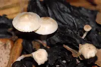 Silky Piggyback
