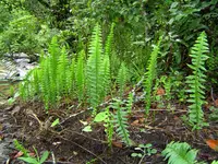 annual swordfern (Nephrolepis undulata) plant