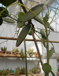 Silver Dollar Vine