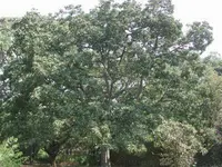 myrobalan