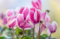 Cyclamen