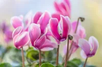 Cyclamen