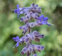 Russian Sage Watering Guide