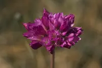 jeweled onion (Allium serra) plant
