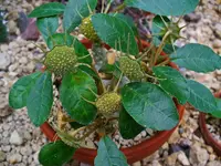 Grendelion