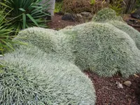 Deuterocohnia brevifolia