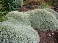 Deuterocohnia brevifolia (Deuterocohnia brevifolia) plant