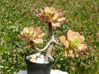 Aeonium valverdense (Aeonium valverdense) plant