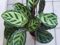 Rose-painted Calathea