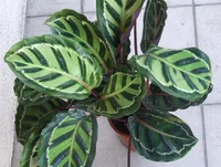 Rose-painted Calathea (Goeppertia roseopicta) plant