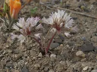 darkred onion