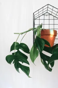 Mini Monstera (Rhaphidophora tetrasperma) plant