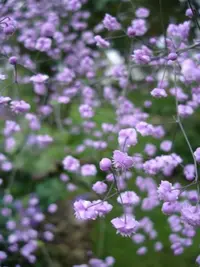 hinese meadow rue