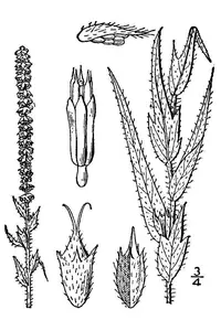 lanceleaf ragweed