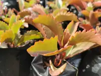 Kalanchoe sexangularis