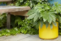 Fatsia japonica in the container