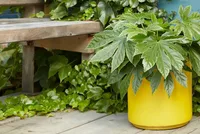 Fatsia japonica in the container