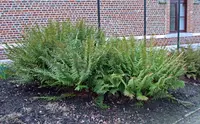 Dryopteris pseudomas (Dryopteris pseudomas) plant