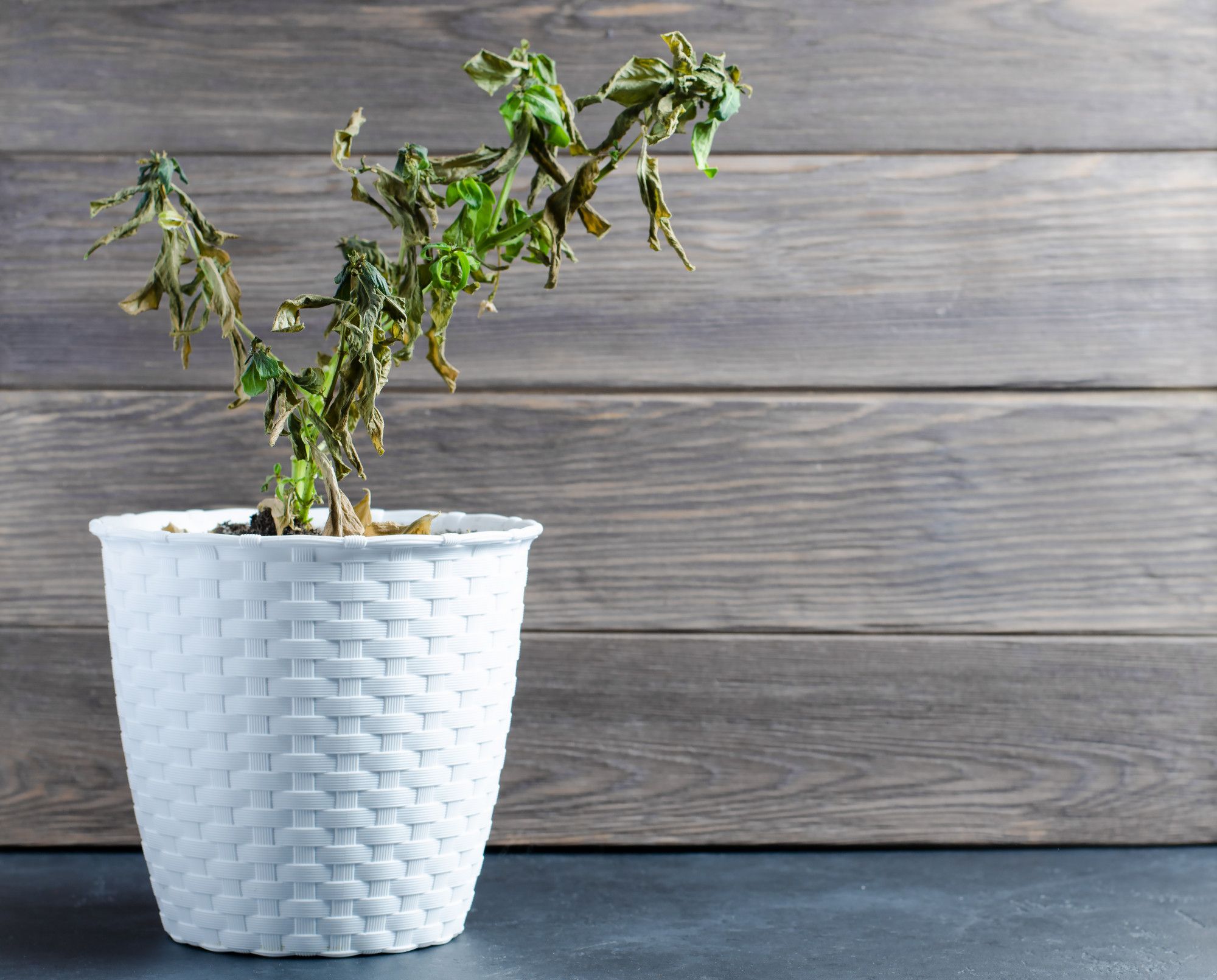 What Are the Best Remedies for Dying Plants