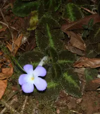 Episcia lilacina