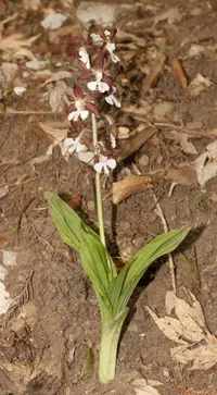 Calanthe discolor (Calanthe discolor) plant