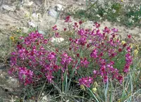 alpine sweetvetch