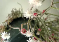 Rhipsalis pilocarpa