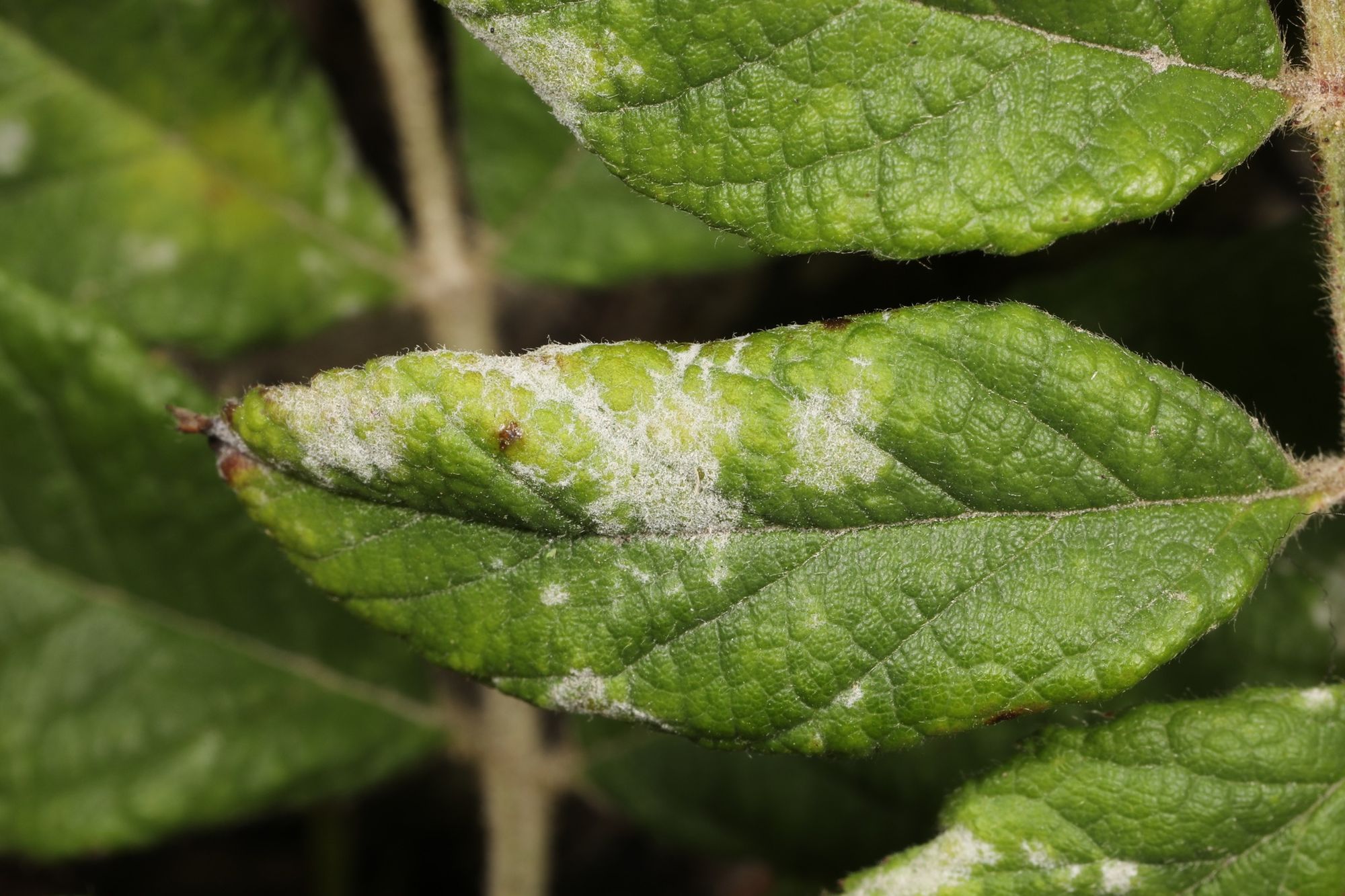 Powdery mildew on leaves