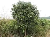Water Pear (Syzygium guineense) plant
