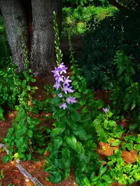 Chimney Bellflower (Campanula pyramidalis) plant