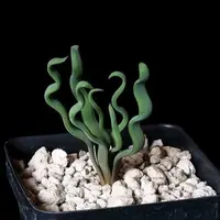 Contorted Capespinach (Trachyandra tortilis) plant