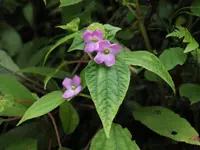 Sarcopyramis napalensis blooms