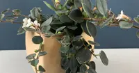 Codonanthe devosiana in the pot