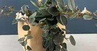 Codonanthe devosiana in the pot