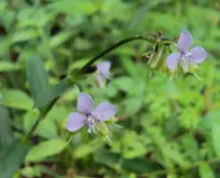 Murdannia loriformis