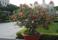 Adenium obesum big tree
