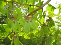 Horned maple