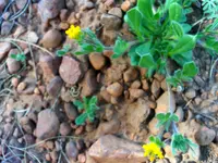 Anthyllis lotoides