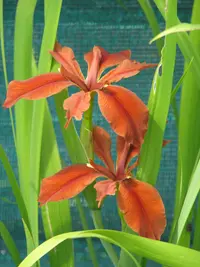 copper iris