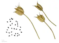 Aquilegia viscosa (Aquilegia viscosa) plant