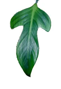 Philodendron panduriforme (Philodendron panduriforme) plant