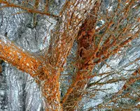 Orange Rock Hair (Trentepohlia aurea) plant