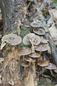Agrocybe firma