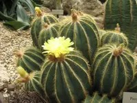 Balloon cactus