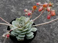 Echeveria lilacina