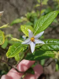 devil's needles