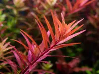 Ludwigia arcuata