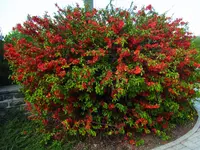 quince (Chaenomeles × superba) plant