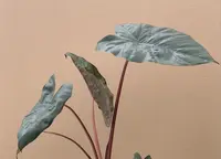 Elephant's Ear
